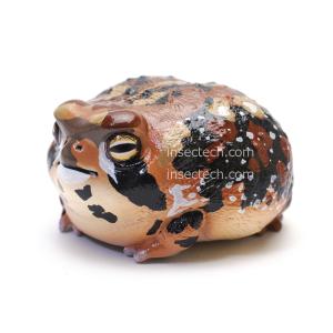 動物の惑星】ジュウジメドクアマガエル フィギュア : インセクテック