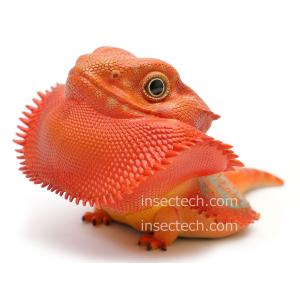 動物の惑星】エメラルドツリーボア フィギュア : インセクテック動物の