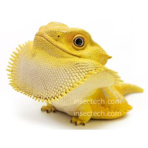 動物の惑星】「シークレット」ヒガシウォータードラゴン フィギュア