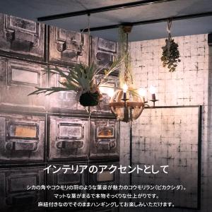 フェイクグリーン 壁掛け 壁 吊り下げ 卓上 ...の詳細画像2