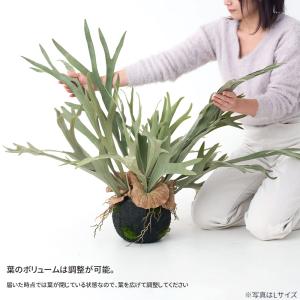 フェイクグリーン 壁掛け 壁 吊り下げ 卓上 ...の詳細画像3