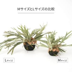 フェイクグリーン 壁掛け 壁 吊り下げ 卓上 ...の詳細画像5