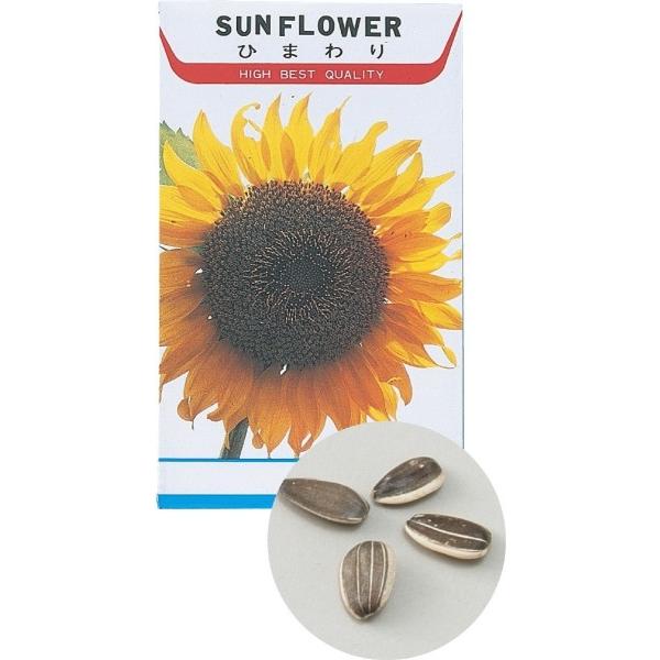 アーテック 花の種 ヒマワリ 2741