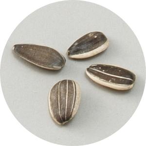 アーテック 花の種 ヒマワリ 2741の詳細画像1