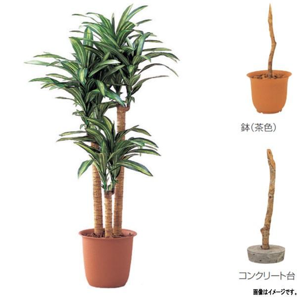 グローベン 人工植物 樹木・屋内用 幸福の木（3本立） A70NC218 H1800mm