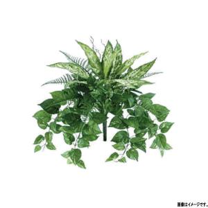 下草 シダ植物の商品一覧 通販 Yahoo ショッピング