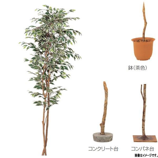 グローベン 人工植物 樹木・屋内用 ハワイアンフィカス A70ND065 H1500mm