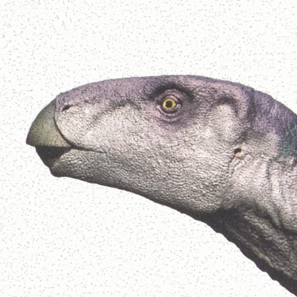 サンゲツ 壁紙 国立科学博物館 Dinosaurs RE55941 1m長 糊なし