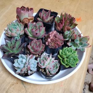 アメイジンググレイス 2点セット カット苗 多肉植物 0212-AG : INTIMOS  