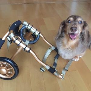 オーダーメイド小型犬用車椅子の詳細画像5