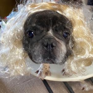 犬猫用 カツラ かつら ウィッグ 女の子用 （ 金髪 ） キャップ 帽子変身 かぶりもの ヘアアクセサリー 犬屋