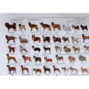 犬の系統図 ドッグジェネレーション ポスター ...の詳細画像1