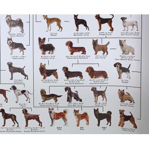 犬の系統図 ドッグジェネレーション ポスター ...の詳細画像4