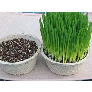 農場直送！猫の必需品 “そのまんま猫の草”　2鉢セット