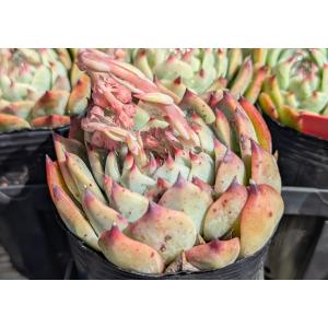 多肉植物 オパリナ錦 新入荷 るる農園 : るる農園 - 通販 - Yahoo