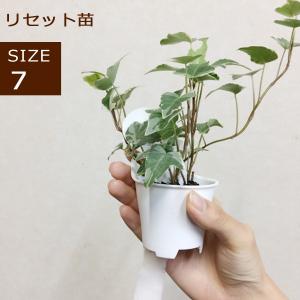 観葉植物 底面給水 アクアテラポット リセット苗 7サイズ