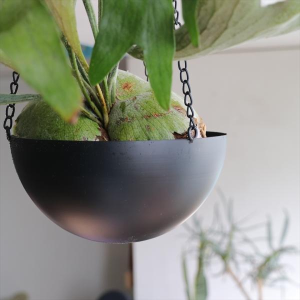ハンギング　プランター/鉢カバー　アイアン　Lサイズ　直径25cm　ブラック