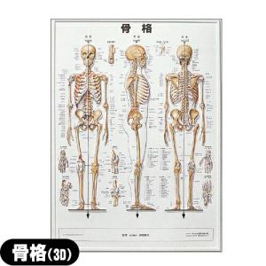 医道の日本社 人体解剖学チャート骨格筋 ポスター 3枚セット(骨格筋