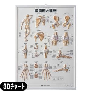 医道の日本社 人体解剖学チャート骨格筋 ポスター パネルなし(SR-116A
