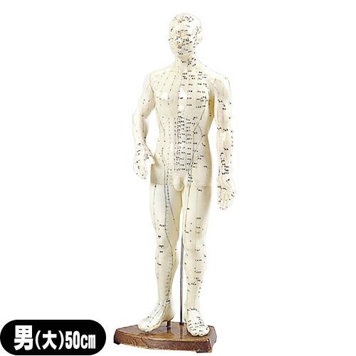 人体模型 サンポー エスキュア(S+CURE) 経穴人形(経穴模型) 男性(大) 50cm (SR-...