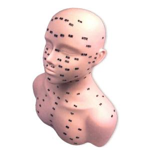 人体模型 サンポー エスキュア(S+CURE) 経穴模型 (胸上ソフトボディ) (SR-0474)｜ippo0709