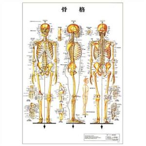 医道の日本社 人体解剖学チャート骨格筋 ポスター パネルなし(SR-116A