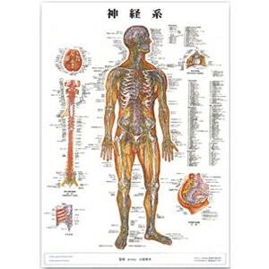 医道の日本社 人体解剖学チャート神経系 ポスター パネルなし(SR-118A