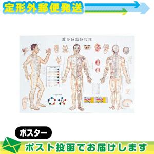 医道の日本社 人体解剖学チャート骨格筋 ポスター 3枚セット(骨格筋