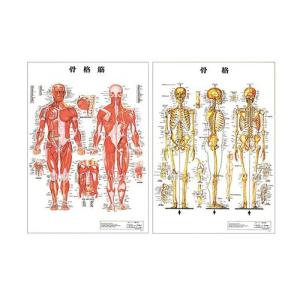 医道の日本社 人体解剖学チャート骨格 ポスター パネルなし(SR-117A)+