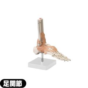 人体模型 サンポー エスキュア(S+CURE) 足関節模型(あし) SR-0459｜ippo0709