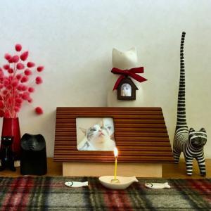 Tetto テット ステージ Coccolin...の詳細画像2
