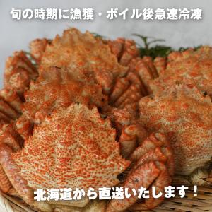 お中元 クリガニ 栗蟹 北海道産 姿 ボイル ...の詳細画像4