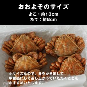 お中元 クリガニ 栗蟹 北海道産 姿 ボイル ...の詳細画像5