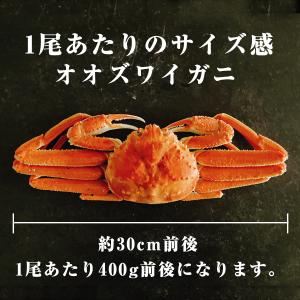 オオズワイガニ 北海道産 ズワイガニ ボイル ...の詳細画像5