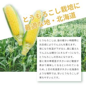 北海道 栗山コーン ホイップコーン 2種8本 ...の詳細画像3
