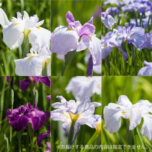 花苗 花菖蒲 高級品種おまかせセット 3種3株 : 花と緑 国華園 - 通販