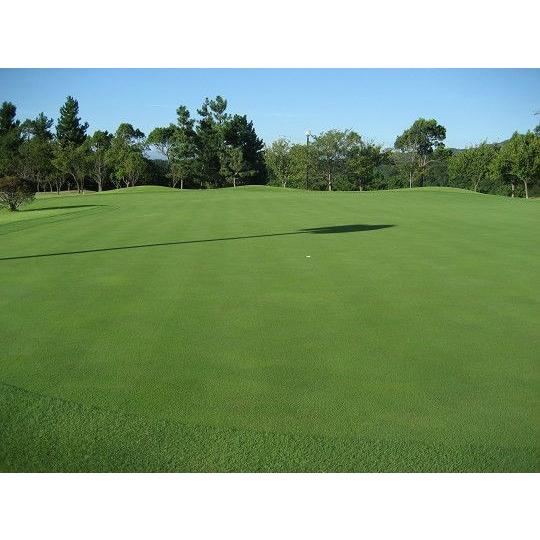 芝生の種・最高級ベントグラス 007 ダブルオーセブン 3Kg