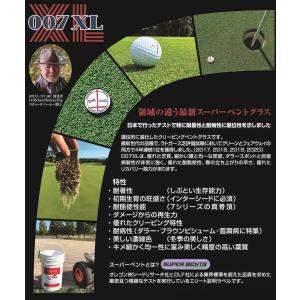 芝生の種・最高級ベントグラス 007XL ダブ...の詳細画像3