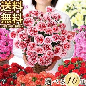 母の日ギフト 花 母の日 花 ギフト プレゼント カーネーション 5号 鉢花 鉢植え 母の日ギフト2020 母の日プレゼント[20母]：予約品