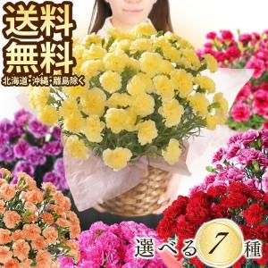 母の日ギフト 花 早割 母の日 花 ギフト プレゼント カーネーション 6号 鉢花 鉢植え 母の日ギフト2020 母の日プレゼント[20母]：予約品