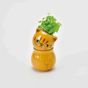 栽培キット ミント バジル ワイルドストロベリ...の詳細画像2