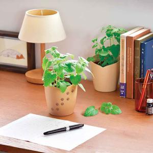 栽培キット マタタビ 聖新陶芸 またたび ギフ...の詳細画像1