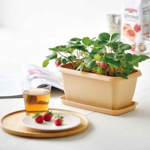 栽培キット 野菜 カラープランター 聖新陶芸 ...の詳細画像1