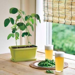 栽培キット 野菜 カラープランター 聖新陶芸 ...の詳細画像2