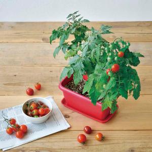 栽培キット 野菜 カラープランター 聖新陶芸 ...の詳細画像3