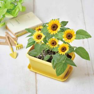 栽培キット 野菜 カラープランター 聖新陶芸 ...の詳細画像4