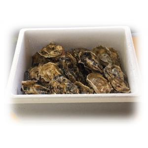 殻付き牡蠣の豊前海一粒かき（SSサイズ1キロ詰）｜iriwa