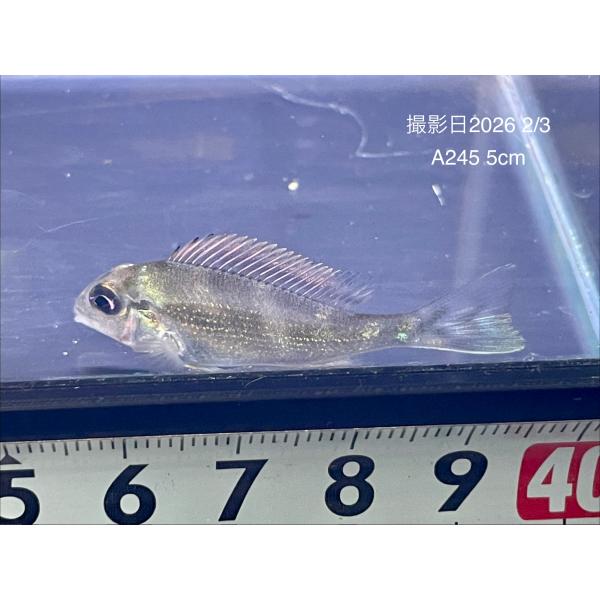 (A245）Geo.メガセマ【リアル】　±5cm