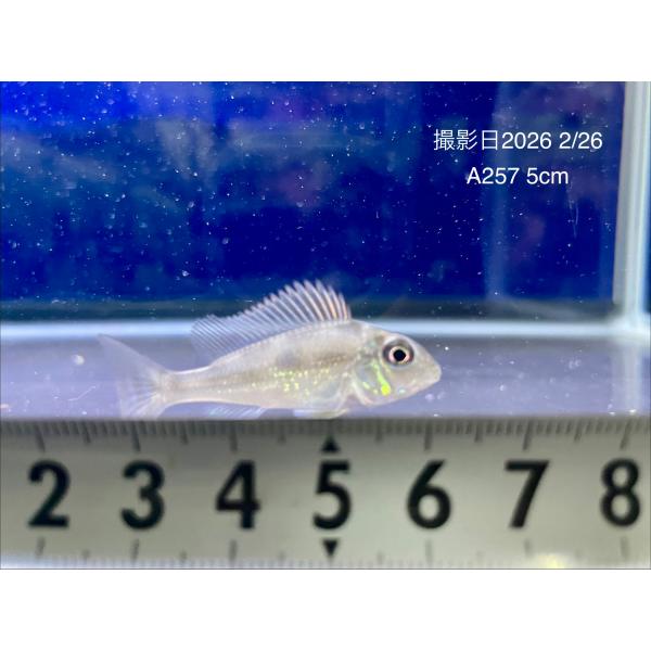 (A257）Geo.スベニ　±5cm