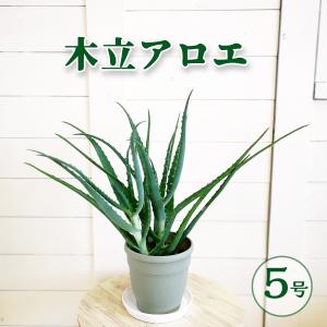 食用アロエ アロエ ベラ ４号 ヨーグルトに混ぜたりジュースなどに Aloe Vera ガーデンストアはなえん 通販 Yahoo ショッピング